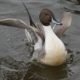 Northern pintail stretching