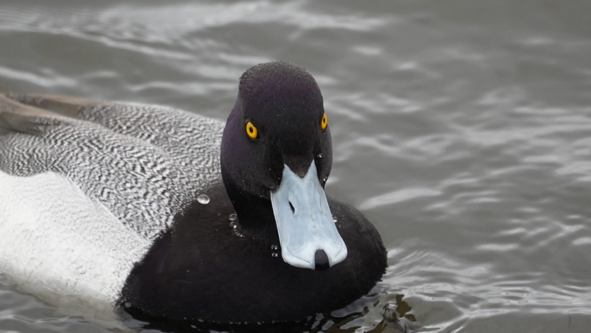 greater scaup