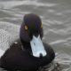 Greater scaup eyes