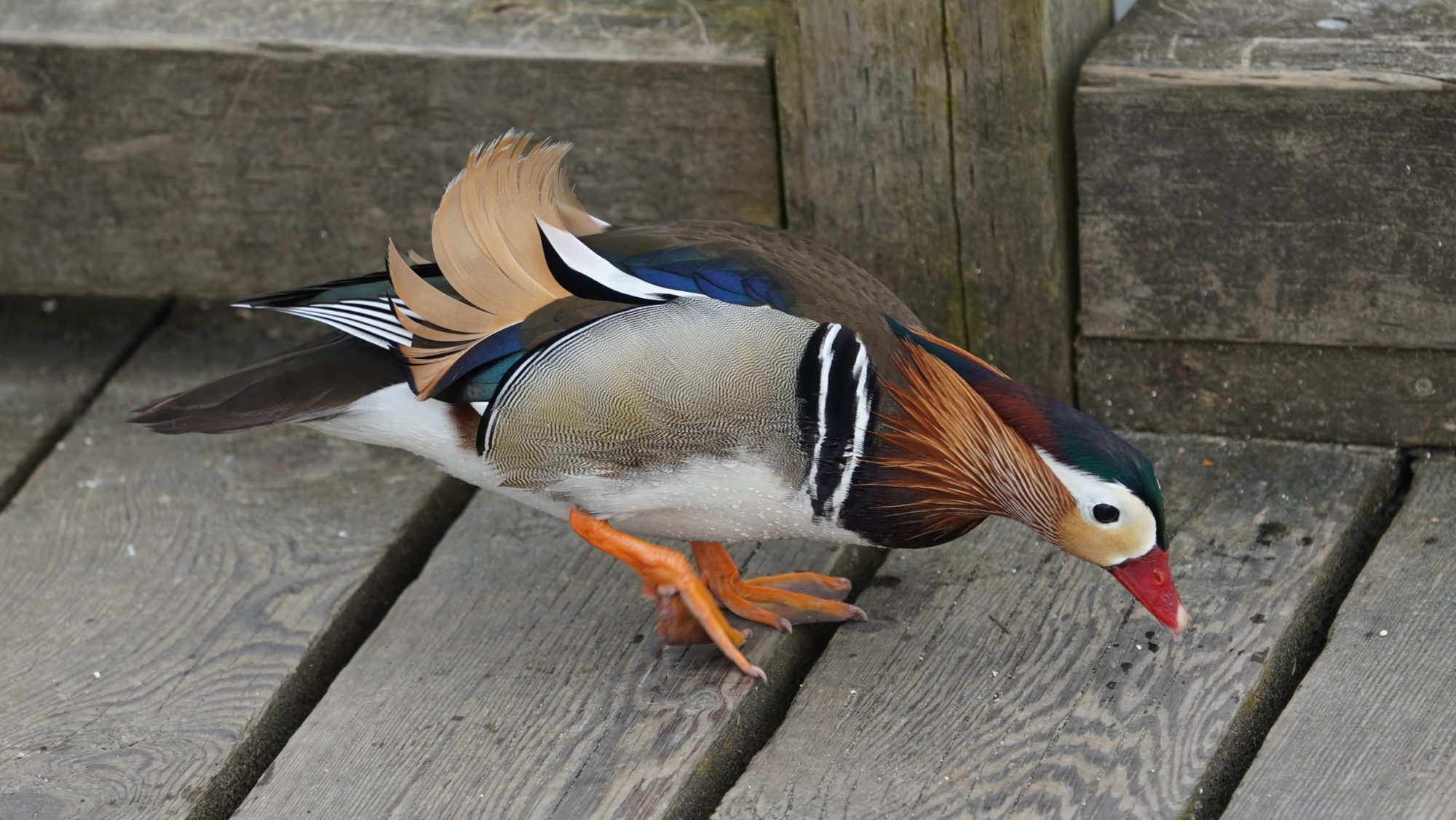 mandarin duck