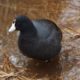 Coot in the reeds