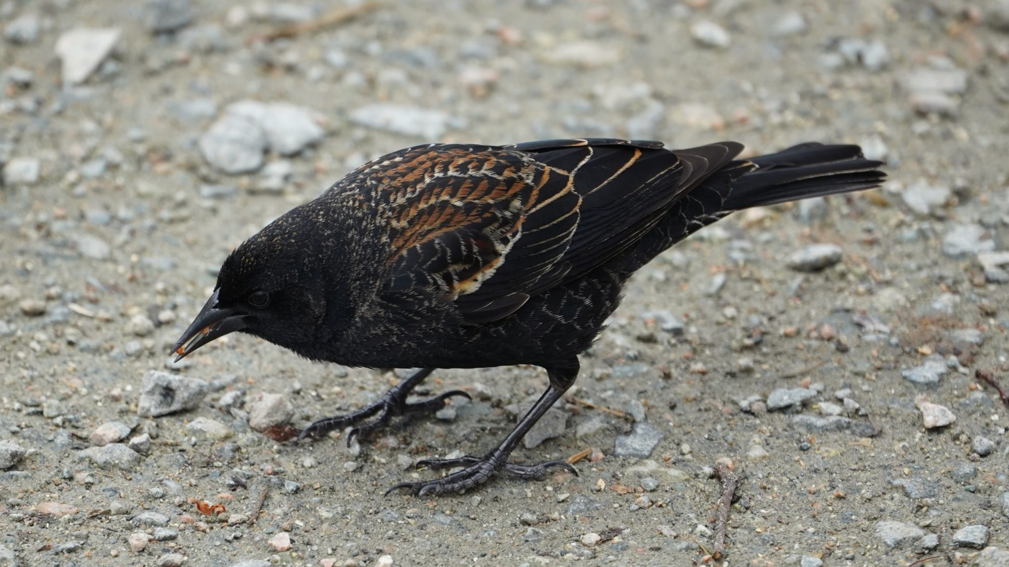 red-winged blackbird