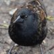 Glaring blackbird