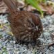 Song sparrow