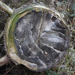 felled tree