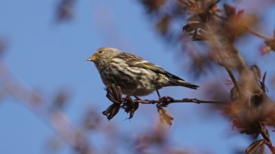 pine siskin