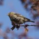 Pine siskin