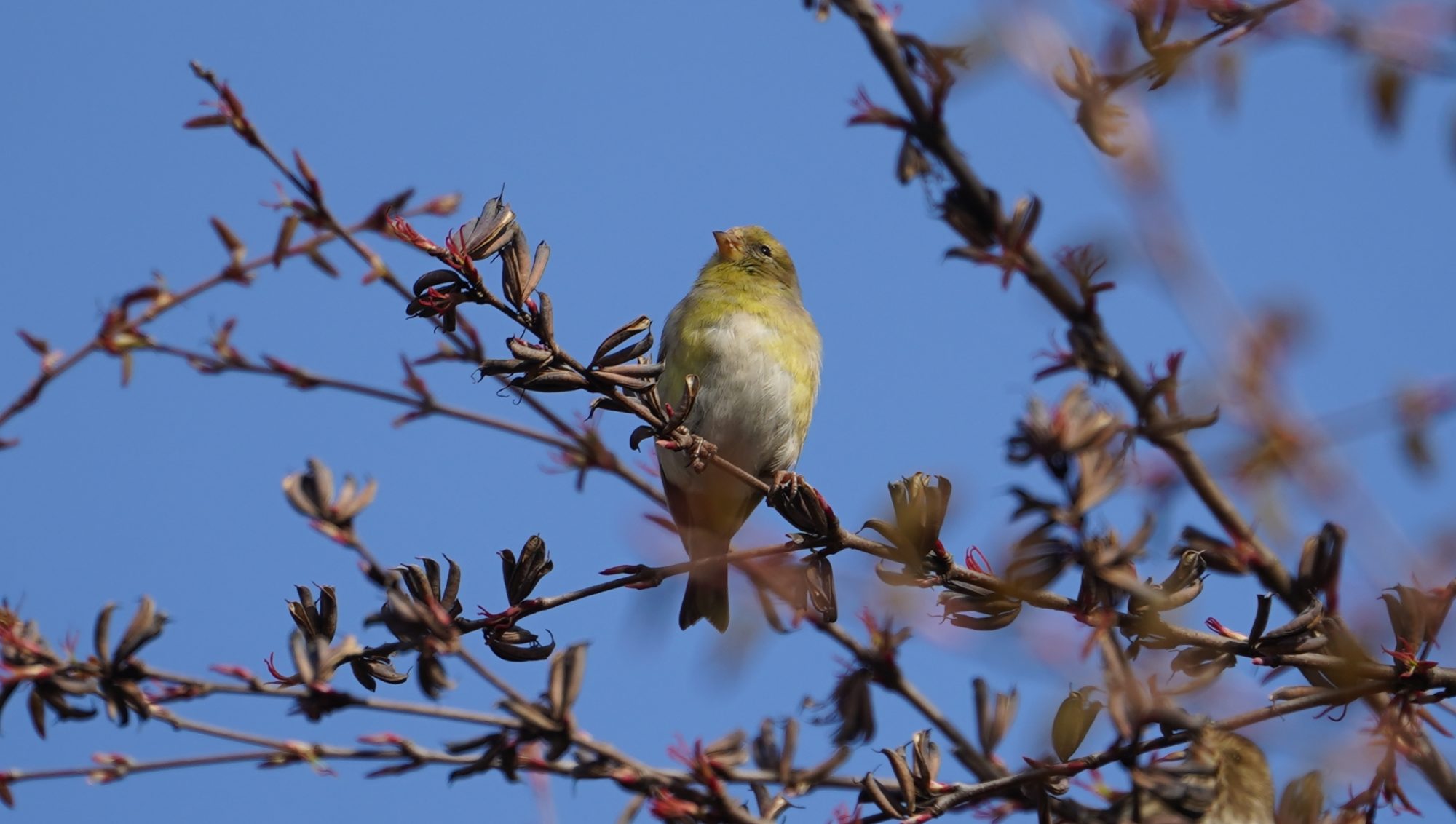 goldfinch