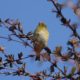Goldfinch