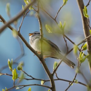 white-crowned sparrow in the green