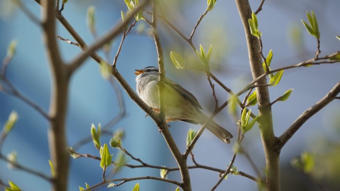 white-crowned sparrow in the green