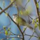 White crown in the green