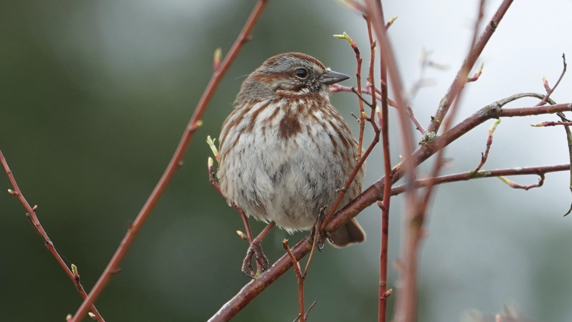 Song Sparrow posing on a branch