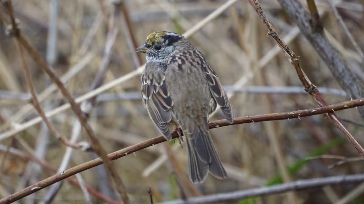 golden-crowned sparrow