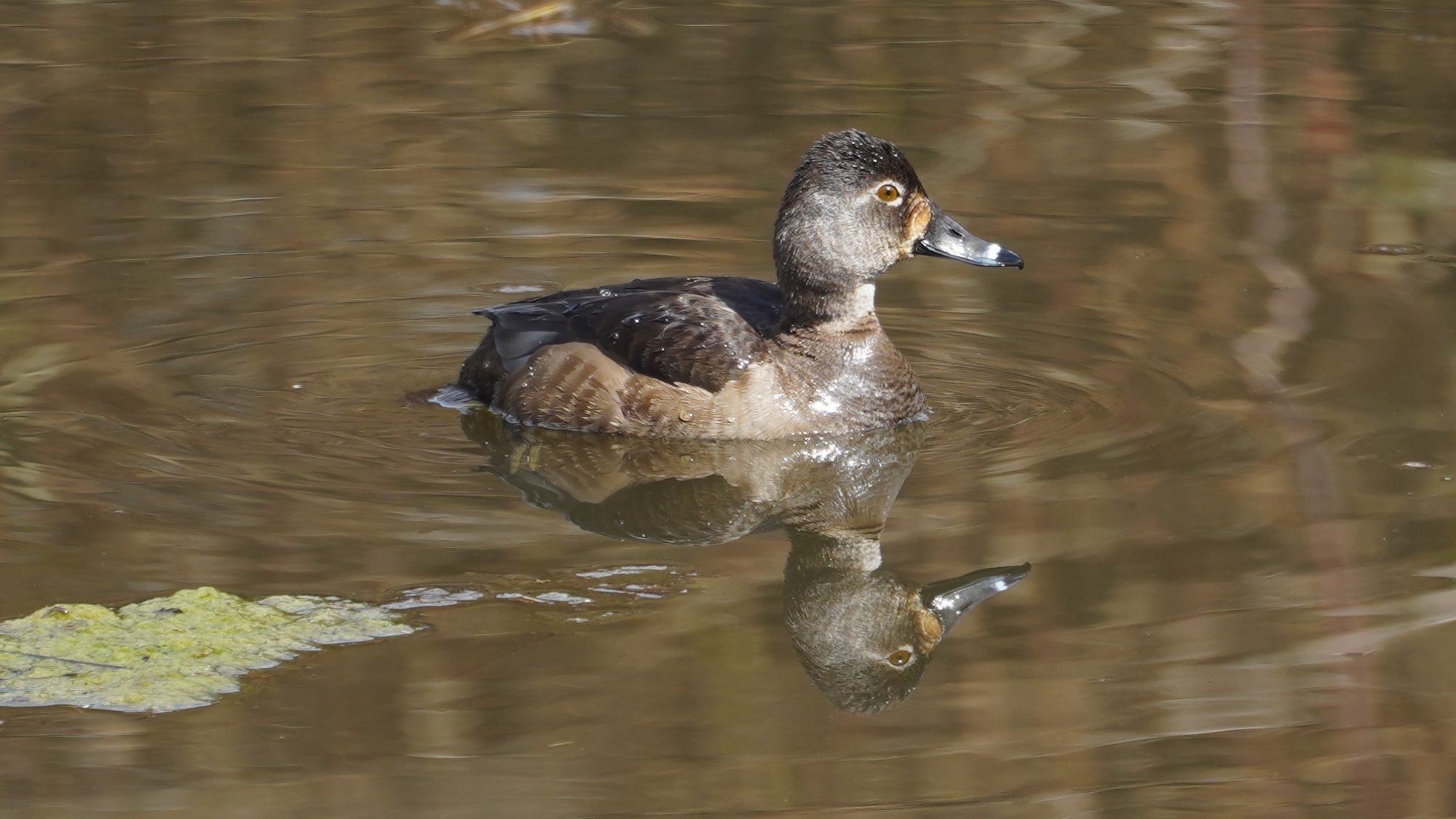 ring-necked duck