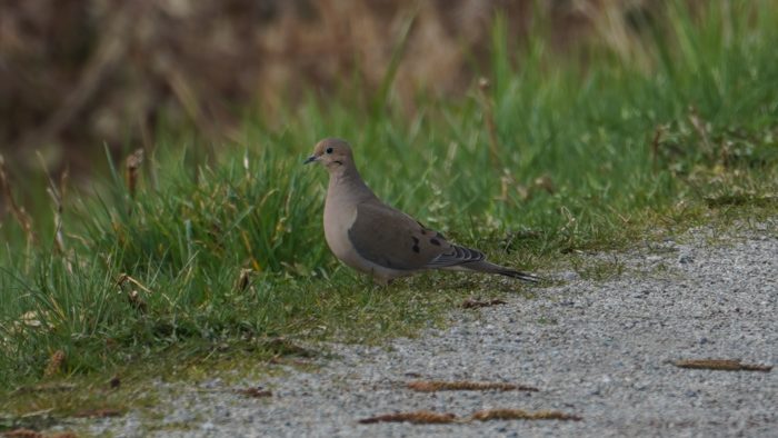 mourning dove