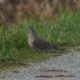 Mourning dove by the trail