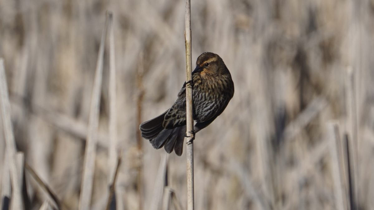 Blackbird on a reed