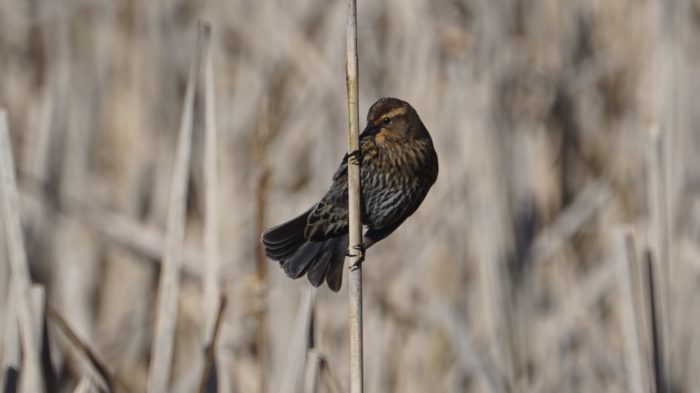 Blackbird on a reed