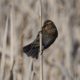 Blackbird on a reed