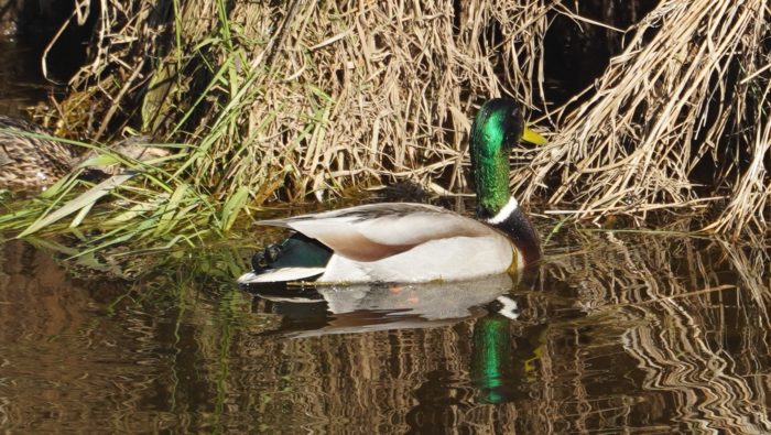 mallard