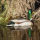 A shiny shiny mallard