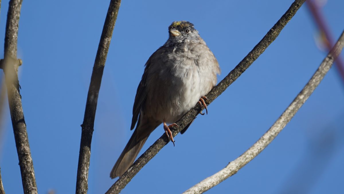 golden-crowned sparrow