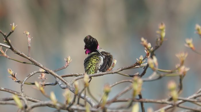 Anna's hummingbird