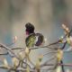 Preening hummingbird