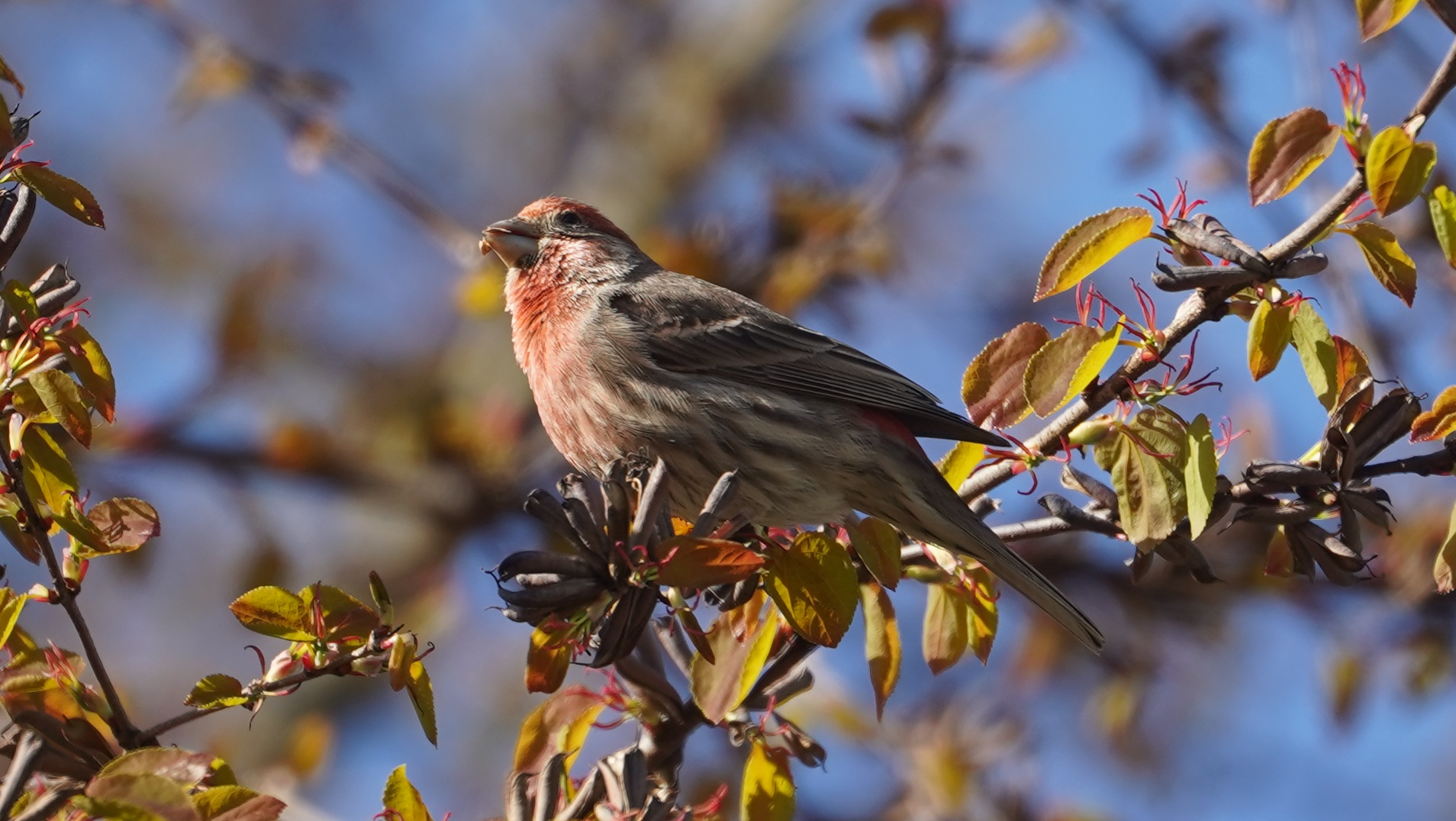 house finch