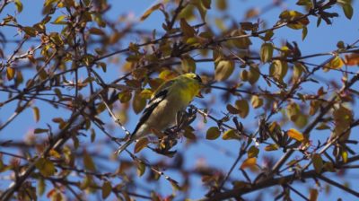 goldfinch