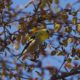 Goldfinch in the shadows