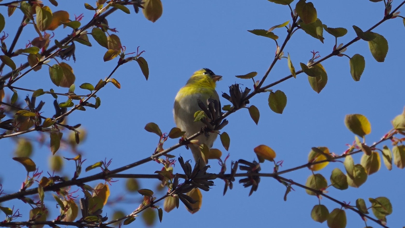 goldfinch