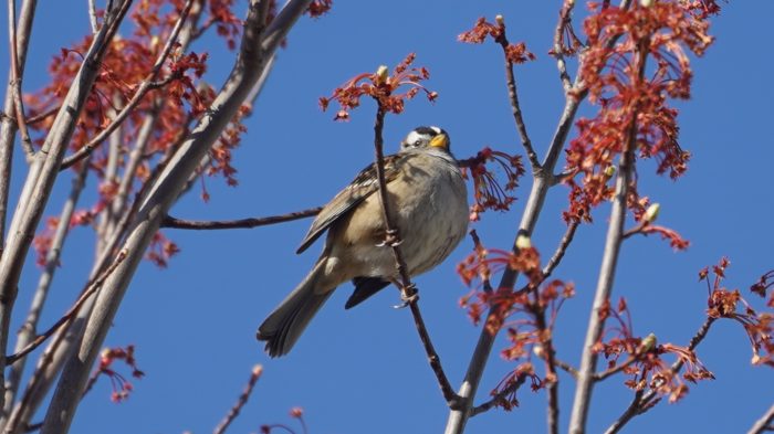 White-crowned sparrow