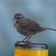 Song sparrow