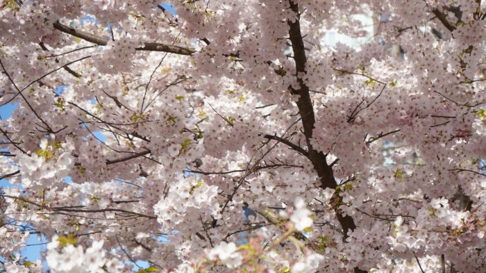 white blossoms