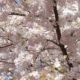 White blossoms