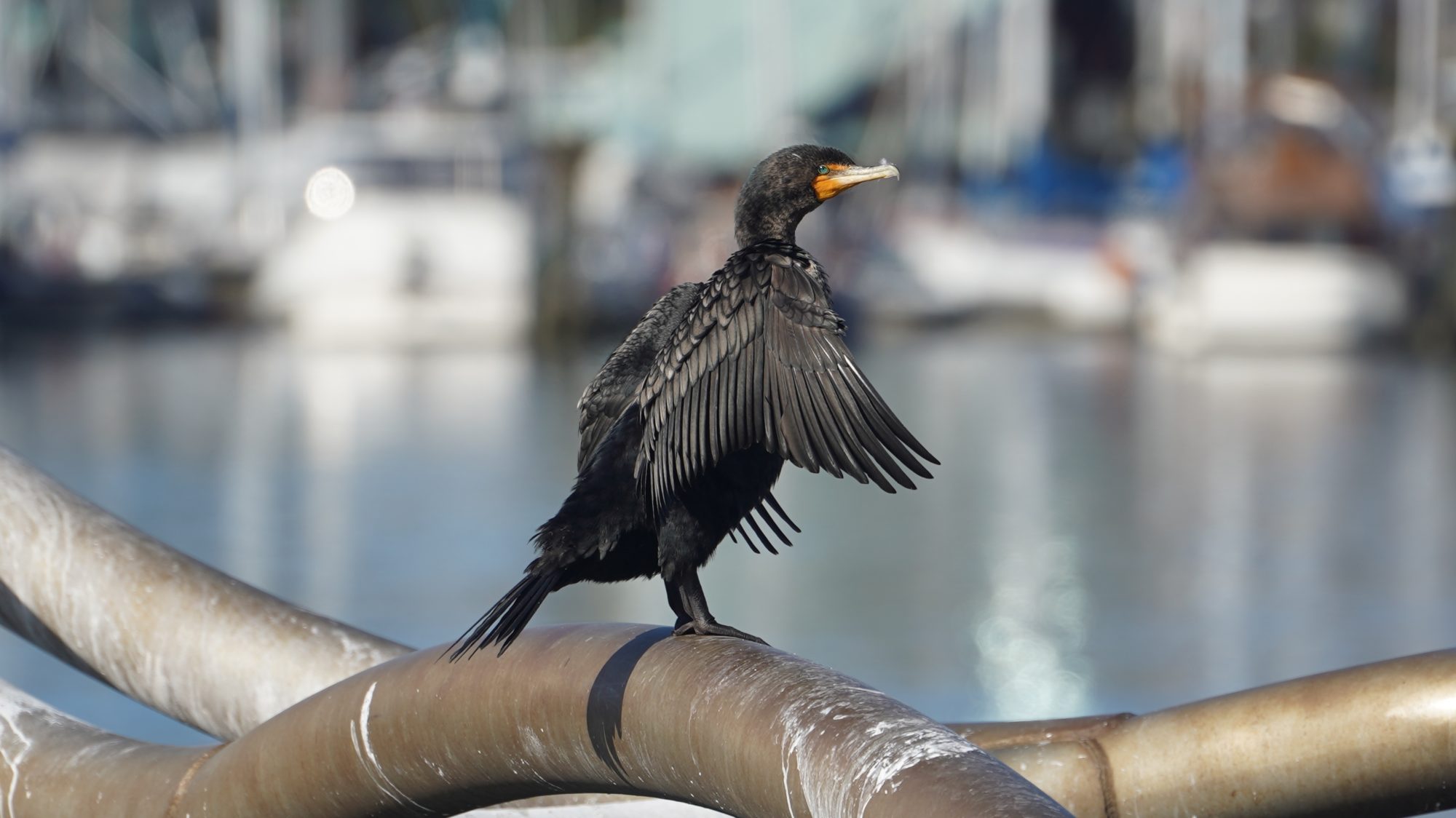 cormorant