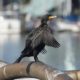 Sunning cormorant
