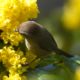 Bushtit on yellow flowers