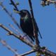 Shiny starling