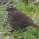 Fluffy foraging song sparrow