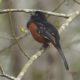 Towhee belting out the tunes