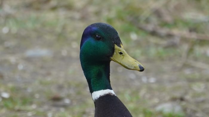 male mallard