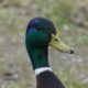 Shiny mallard is shiny