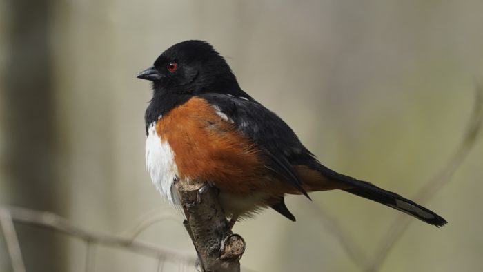 spotted towhee