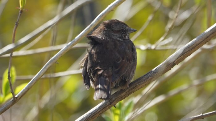 song sparrow