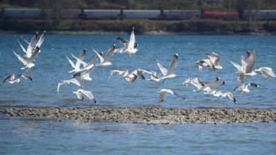 Seagulls in flight