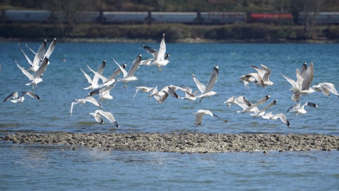 Seagulls in flight
