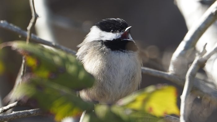 Singing chickadee